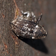 Eutyrhinus meditabundus