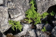 Gymnocarpium jessoense