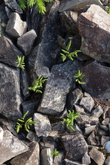 Gymnocarpium jessoense