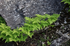 Gymnocarpium jessoense