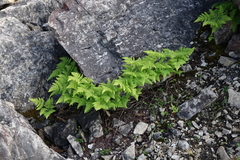Gymnocarpium jessoense