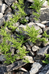 Gymnocarpium jessoense