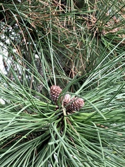 Pinus ponderosa