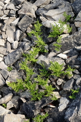 Gymnocarpium jessoense