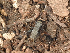 Gryllidae