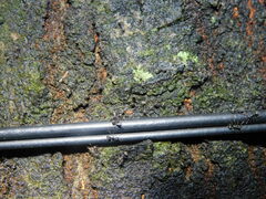 Dolichoderus thoracicus