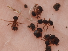 Cyphomyrmex rimosus