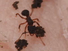 Cyphomyrmex rimosus