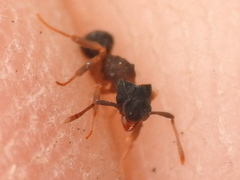 Cyphomyrmex rimosus