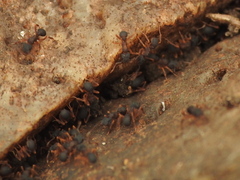Cyphomyrmex rimosus