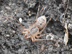 Scytodes atlacoya