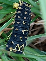 Leucanella viridescens