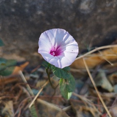 Ipomoea