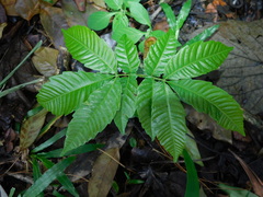 Pometia pinnata