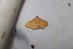 Polygrammodes eleuata