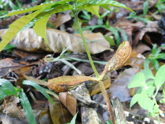 Pometia pinnata