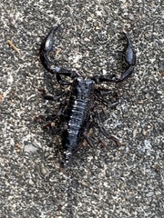 Heterometrus laevigatus