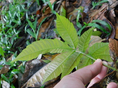 Pometia pinnata
