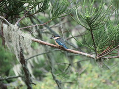 Todiramphus sanctus vagans