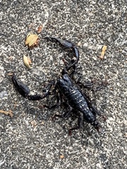 Heterometrus laevigatus