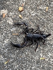 Heterometrus laevigatus