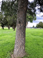 Pinus ponderosa