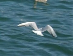 Chroicocephalus ridibundus