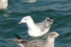 Larus michahellis