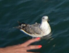 Larus michahellis