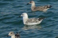 Larus michahellis