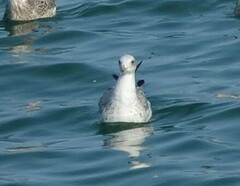 Larus michahellis