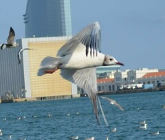 Chroicocephalus ridibundus