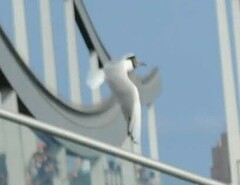 Chroicocephalus ridibundus