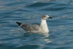 Larus michahellis