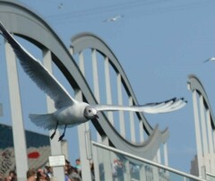 Chroicocephalus ridibundus