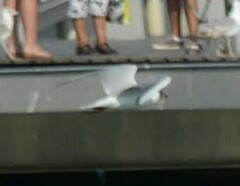 Chroicocephalus ridibundus