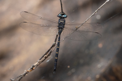 Austroaeschna anacantha