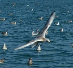 Chroicocephalus ridibundus