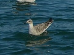 Larus michahellis