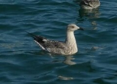 Larus michahellis