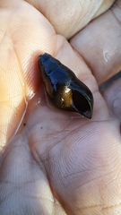 Semisulcospira libertina