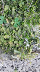 Leptinella squalida squalida