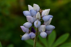 Lupinus perennis