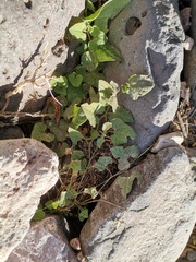 Aristolochia wrightii