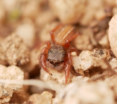 Metacyrba taeniola similis