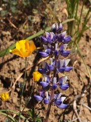Lupinus succulentus