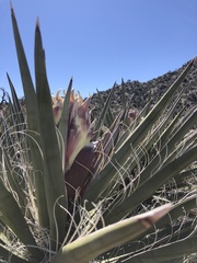 Yucca baccata
