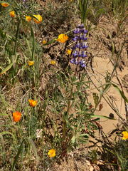 Lupinus succulentus