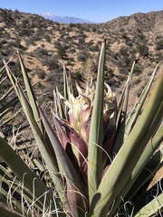 Yucca baccata
