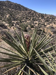 Yucca baccata